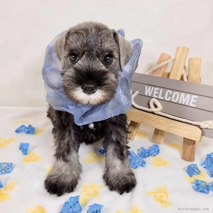 ID:2408-01240の子犬