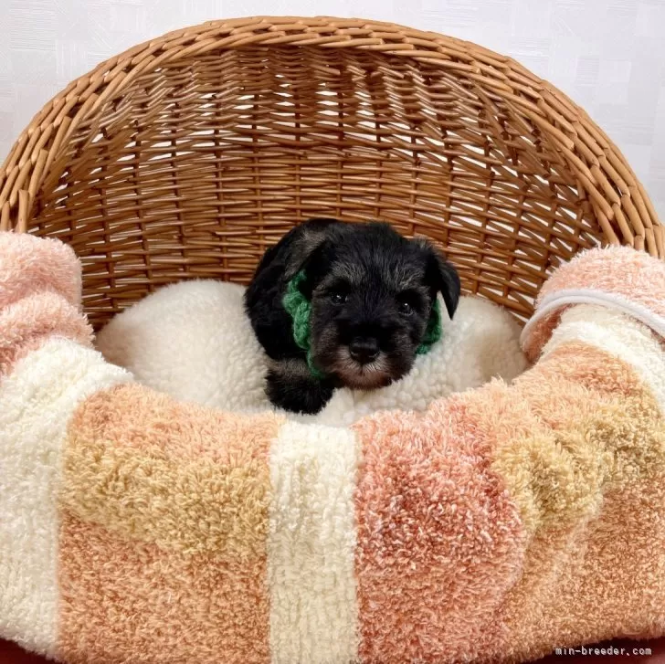 ID:2312-06014の子犬