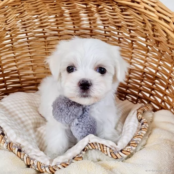 ID:2407-04846の子犬