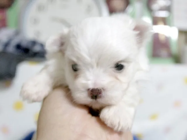 ID：1410-00680の子犬