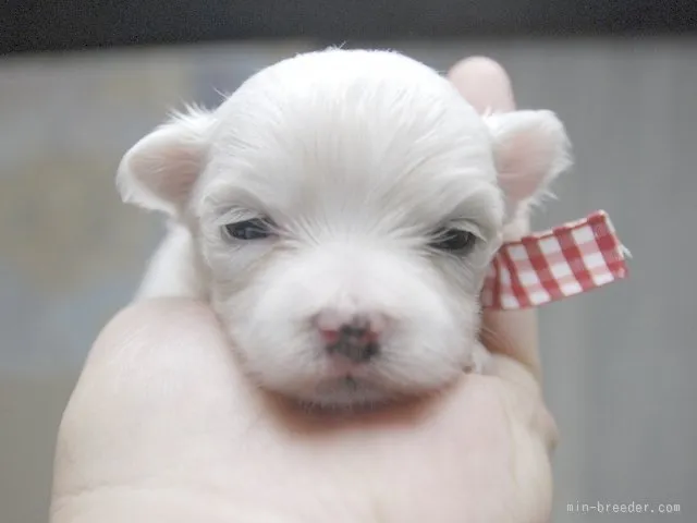 ID：1509-00874の子犬