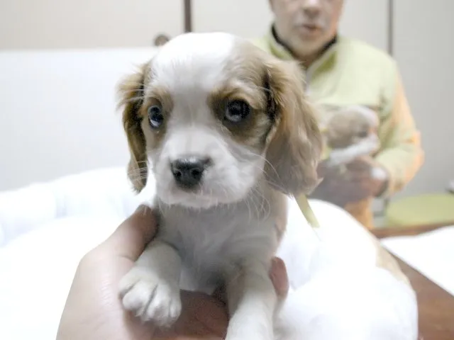 ID：1411-00827の子犬