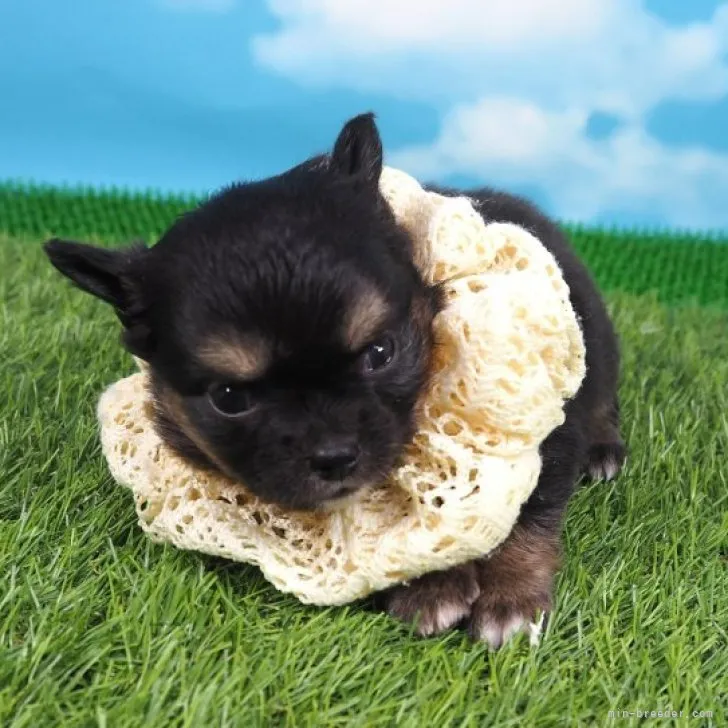 ID：2303-02660の子犬