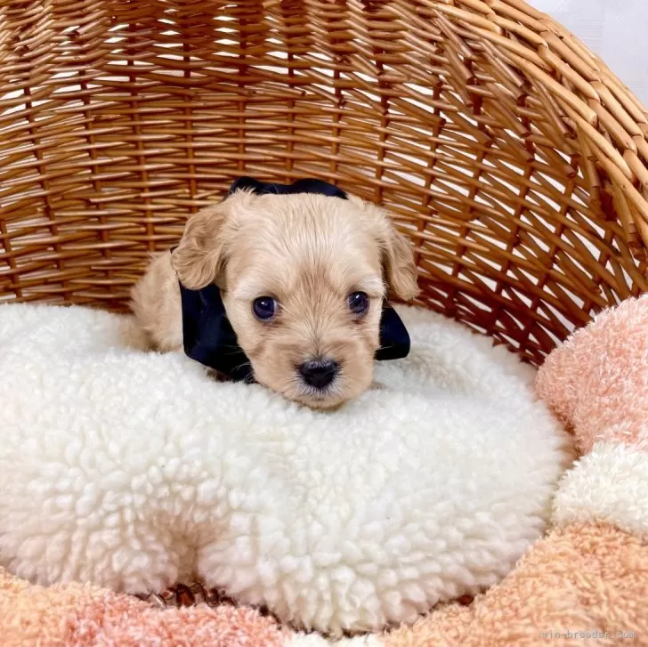 ID：2312-01301の子犬