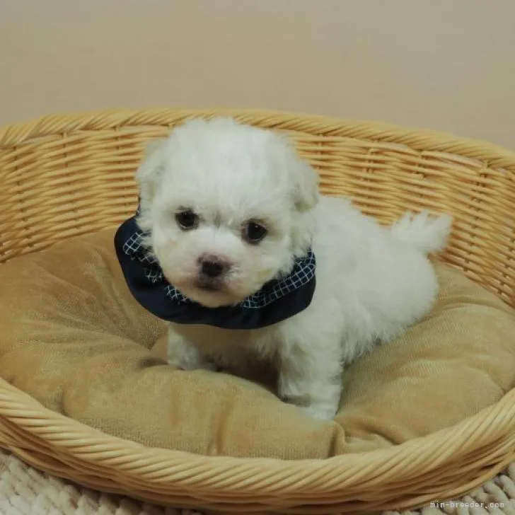 ID:2208-02765の子犬