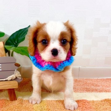 キャバリア【埼玉県・女の子・2023年8月4日・ブレンハイム】の写真「父JKC CH！ 愛らしいお顔の女の子♡」