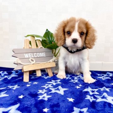 キャバリア【埼玉県・女の子・2023年8月25日・ブレンハイム】の写真「父JKC CH！ 愛おしいお顔の女の子♡」