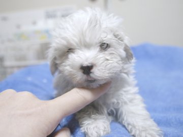 マルチーズ【埼玉県・男の子・2016年9月9日・ホワイト】の写真「5人兄妹のかわいい男の子。水色リボン君。」