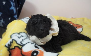 トイプードル(タイニー)【埼玉県・男の子・2020年4月24日・シルバー】の写真「ダンディーな男の子」