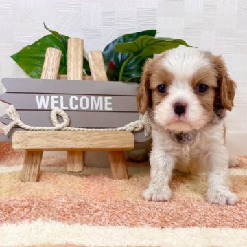 キャバリア【埼玉県・女の子・2023年10月20日・ブレンハイム】の写真「父JKC CH！ 愛くるしいお顔の女の子♡」