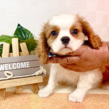 キャバリア【埼玉県・男の子・2023年8月25日・ブレンハイム】の写真「父JKC CH！ お顔立ちの綺麗な男の子♤」