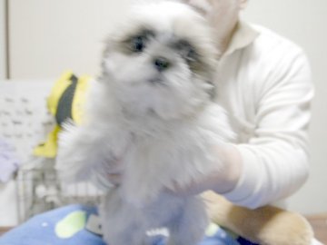 シーズー【埼玉県・女の子・2015年10月5日・ホワイト&ゴールド】の写真「父親JKCチャンピオン、母親JKCチャンピオン直子」
