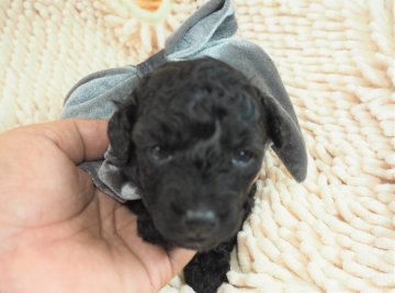 トイプードル(タイニー)【埼玉県・女の子・2020年8月3日・シルバー】の写真「キュートな女の子♪」