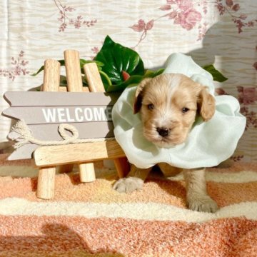 キャバプー(トイプードル×キャバリア)【埼玉県・男の子・2023年10月5日・茶】の写真「愛くるしいお顔の男の子♤」
