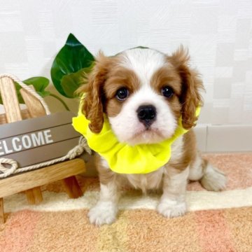 キャバリア【埼玉県・男の子・2023年8月11日・ブレンハイム】の写真「父JKC CH！ 凛々しくお目々の大きな男の子♤」