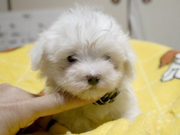 マルチーズ【埼玉県・男の子・2016年11月15日・ホワイト】の写真「三人兄妹のかわいい男の子。紺リボン君。」