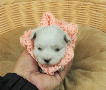 マルチーズ【埼玉県・女の子・2021年10月15日・ホワイト】の写真「遺伝子検査両親共クリアなキュートな女の子です。」