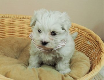 マルチーズ【埼玉県・女の子・2021年9月2日・ホワイト】の写真「遺伝子検査両親共クリアです。10/30で販売終了！」