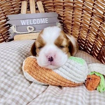 キャバリア【埼玉県・女の子・2024年2月22日・ブレンハイム】の写真「父JKC CH！ 愛くるしいお顔の女の子♡」