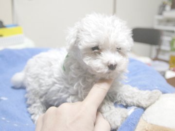 マルチーズ【埼玉県・男の子・2016年9月9日・ホワイト】の写真「5人兄妹のかわいい男の子。緑リボン君。」