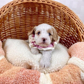キャバプー(キャバリア×トイプードル)【埼玉県・女の子・2023年11月9日・白茶】の写真「アメリカではセラピードッグとして活躍中！！」
