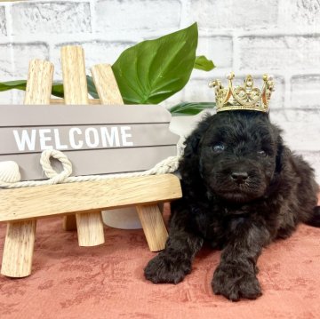 トイプードル(トイ)【埼玉県・女の子・2023年6月30日・シルバー】の写真「愛くるしいお顔の女の子♡」