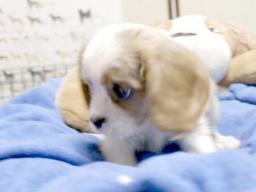キャバリア【埼玉県・男の子・2015年8月30日・ブレンハイム】の写真「ダンディーな男の子♪」