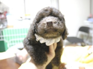 トイプードル(トイ)【埼玉県・男の子・2018年5月11日・ブラウン】の写真「ダンディな男の子です。お父さんはJKCチャンピオン」
