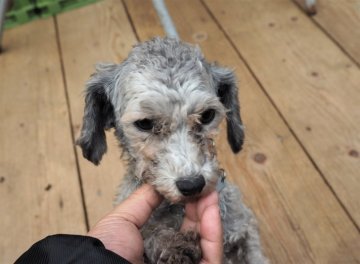 トイプードル(トイ)【埼玉県・女の子・2019年9月21日・シルバー】の写真「キュートな女の子♪」