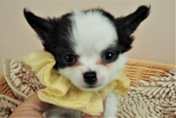 チワワ(ロング)【埼玉県・男の子・2020年9月19日・ホワイト&ブラック】の写真「ダンディーな男の子♪」