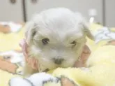 マルチーズ【埼玉県・女の子・2016年12月17日・ホワイト】の写真1