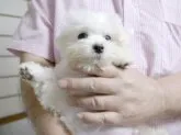 マルチーズ【埼玉県・男の子・2014年7月29日・ホワイト】の写真1