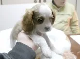 キャバリア【埼玉県・男の子・2014年11月8日・ブレンハイム チャンピオン直子】の写真2