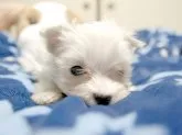 マルチーズ【埼玉県・男の子・2015年1月13日・ホワイト】の写真3