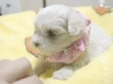 マルチーズ【埼玉県・女の子・2016年12月17日・ホワイト】の写真3