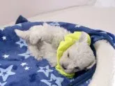マルチーズ【埼玉県・男の子・2018年12月4日・ホワイト】の写真5