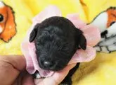 マルプー【埼玉県・女の子・2020年6月15日・ブラック】の写真5