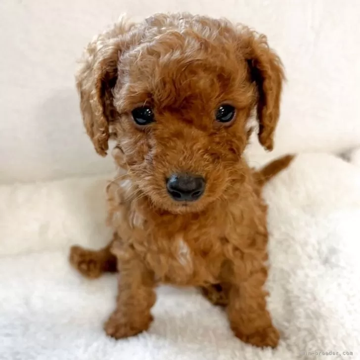 タイニープードル【茨城県・男の子・2025年10月11日・レッド】の写真1