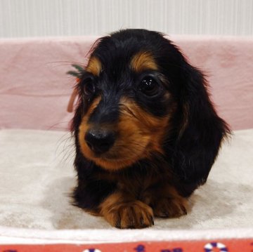 カニンヘンダックスフンド(ロング)【茨城県・女の子・2025年8月30日・ブラックタン】の写真「甘えん坊な女の子」