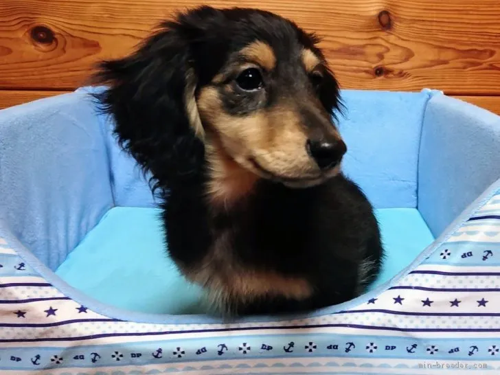 kir 様のお迎えした子犬