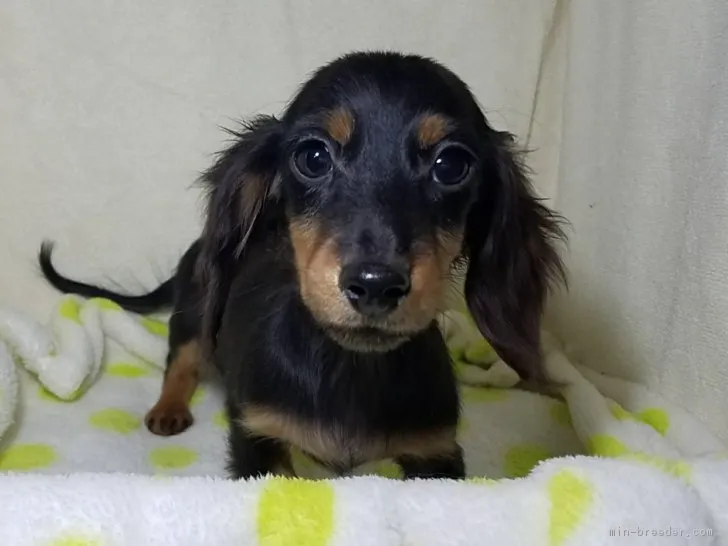 ID:1709-02789の子犬