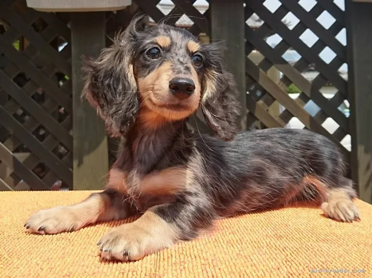 ごんママ 様のお迎えした子犬