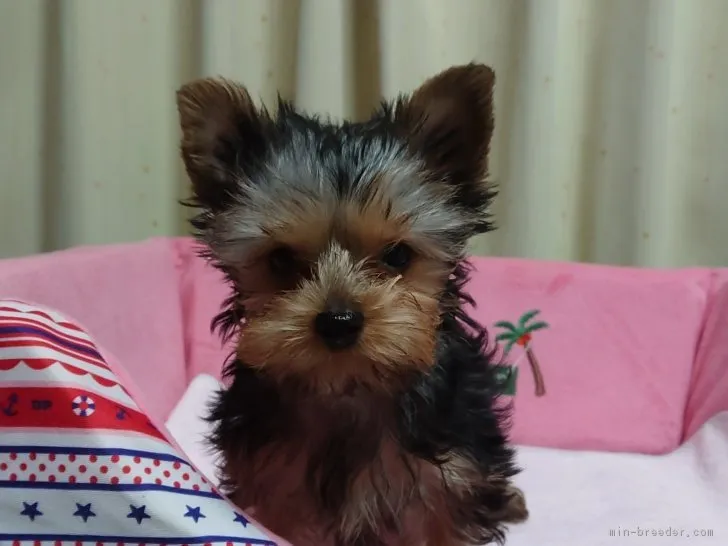 チック 様のお迎えした子犬