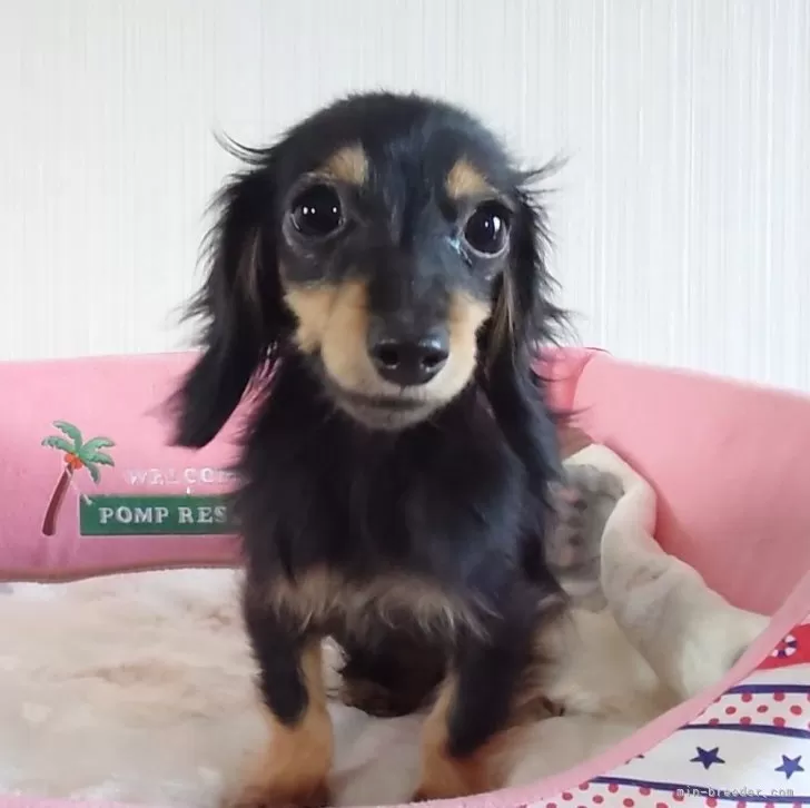 ID：2307-06023の子犬