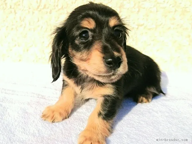 マロ 様のお迎えした子犬