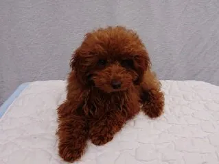 ID：1908-01331の子犬