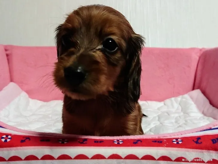 ID:1905-00853の子犬