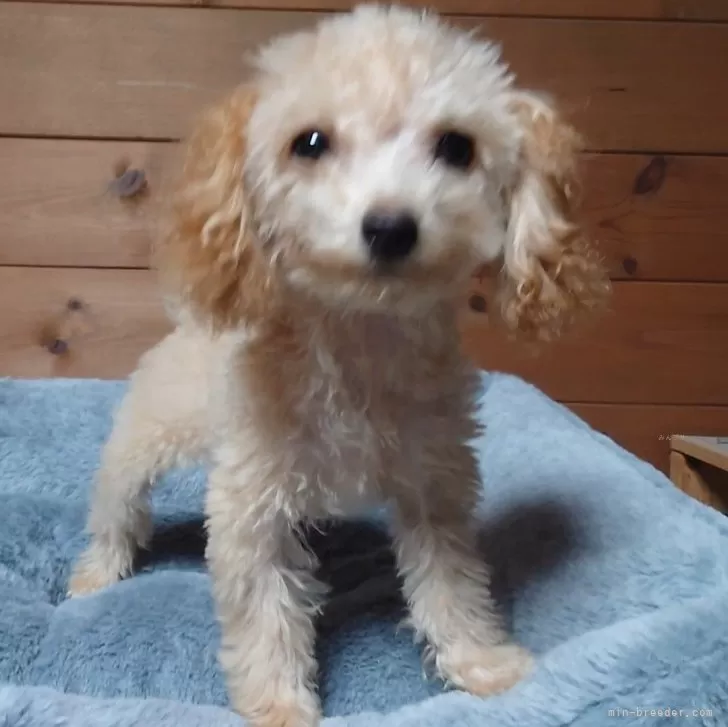 ID：2405-01192の子犬