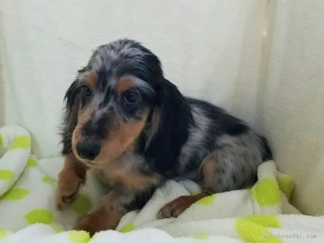 タエ　ママ 様のお迎えした子犬