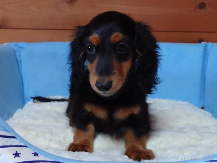 ID:2307-01631の子犬